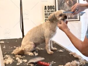 How To Groom Your Dog at Home