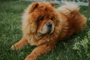 chow chow