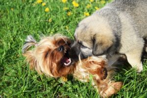 Yorkshire Terrier