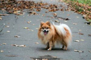 german-spitz-red-color-is-on-the-asphalt-road-covered-with-autumn-leaves-dog-pomeranian-pet-animal