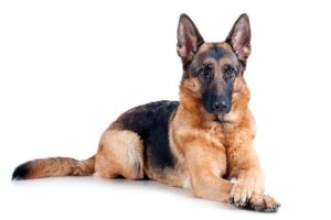 German shepherd