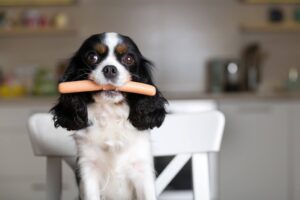 feeding dog