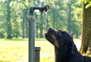 thirsty dog