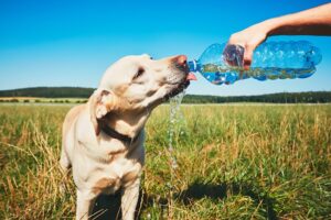 thirsty dog