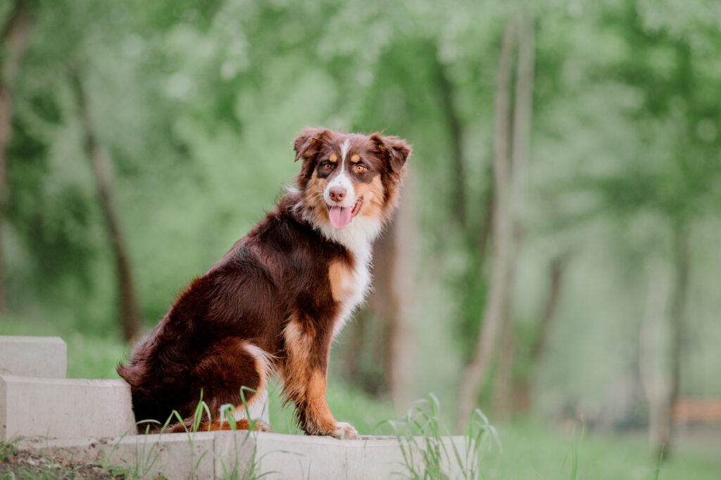 Australian shepherd Aussie dog