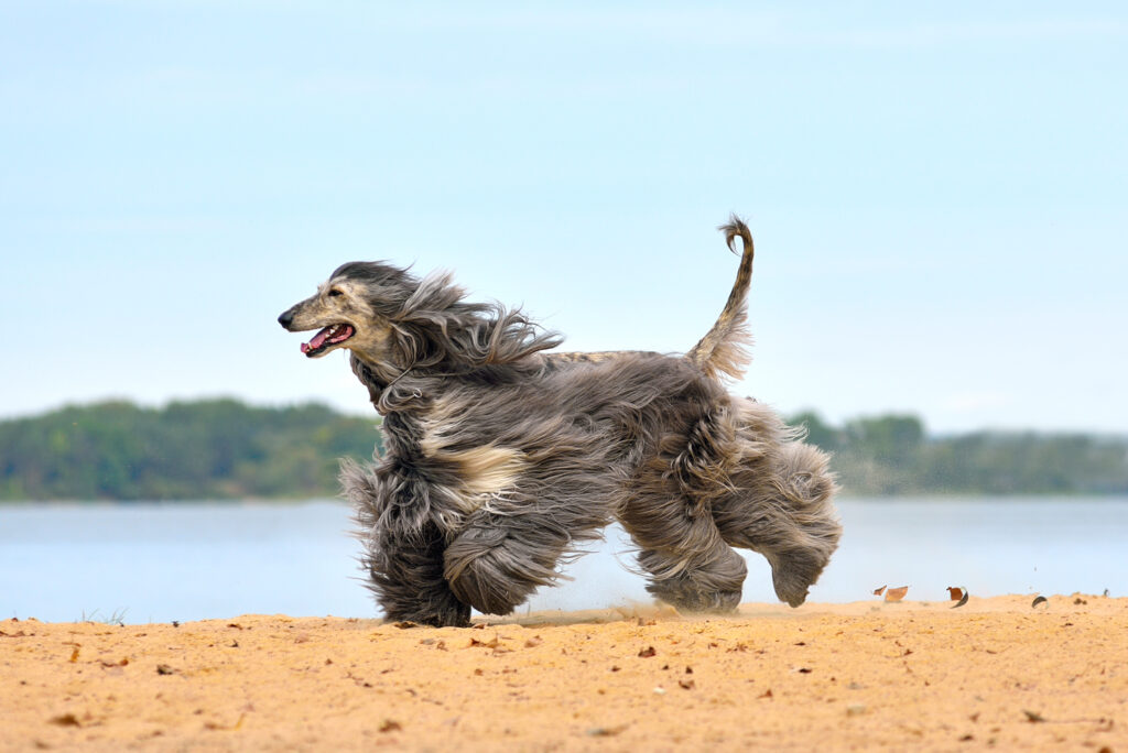 Running Afghan Hound