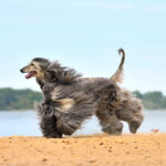 Running Afghan Hound