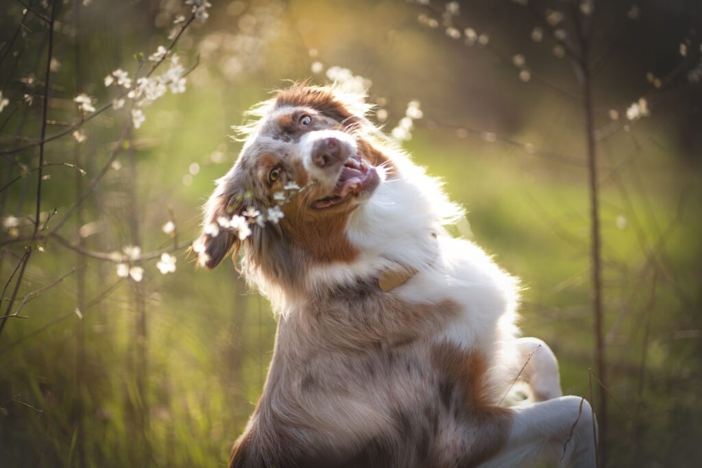 Adorable Australien Shepherd